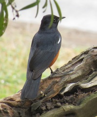 Thamnolaea cinnamomeiventris autochthones