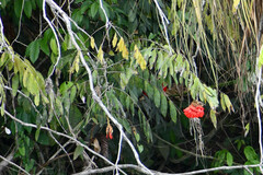 Brownea grandiceps