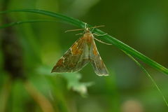 Eulithis pyropata