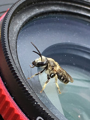 Lasioglossum leucozonium