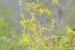 Spizella pallida