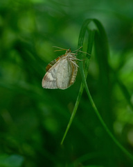 Eulithis pyropata