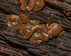 Chlorencoelia versiformis