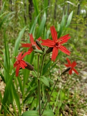 Silene virginica