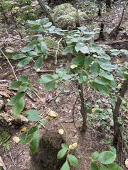 Dirca palustris