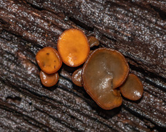 Chlorencoelia versiformis