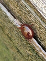 Chrysolina staphylaea