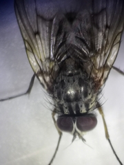 Helina evecta