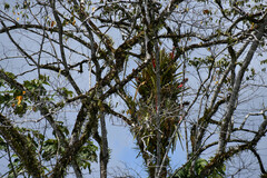 Aechmea zebrina