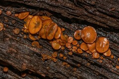 Chlorencoelia versiformis