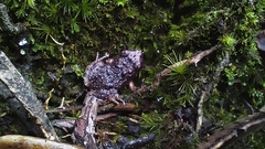 Pristimantis bogotensis