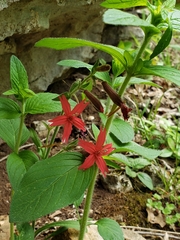Silene virginica