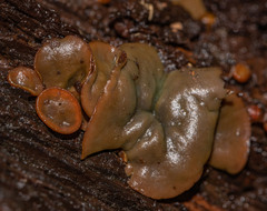 Chlorencoelia versiformis