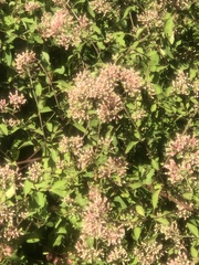 Salpianthus arenarius