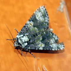 Craniophora ligustri