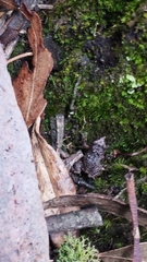 Pristimantis bogotensis