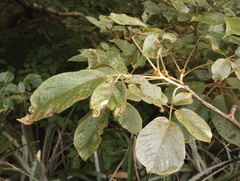 Handroanthus ochraceus