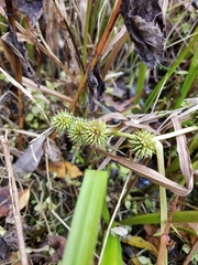 Sparganium americanum