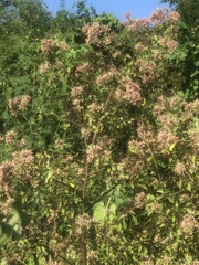 Salpianthus arenarius