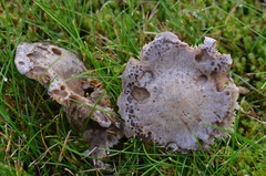 Rhodocybe