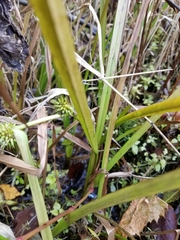 Sparganium americanum