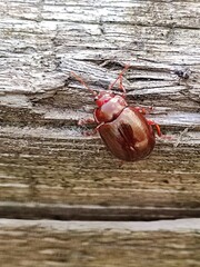 Chrysolina staphylaea