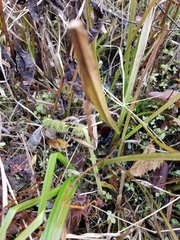 Sparganium americanum