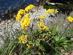 Calceolaria integrifolia