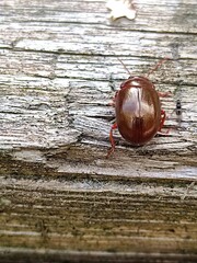 Chrysolina staphylaea
