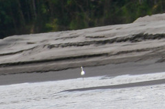 Egretta thula