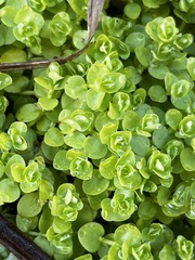 Micranthemum umbrosum