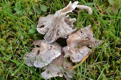 Rhodocybe