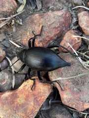 Eleodes spinipes ventricosus