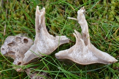 Rhodocybe