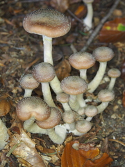Armillaria cepistipes