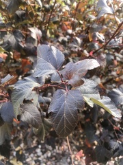 Acer ginnala