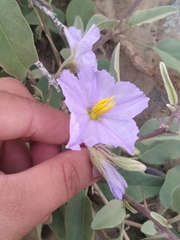 Solanum hindsianum
