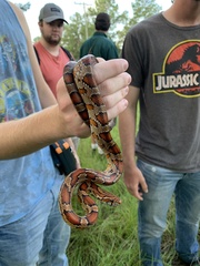 Pantherophis guttatus