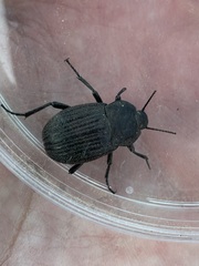 Eleodes tricostata