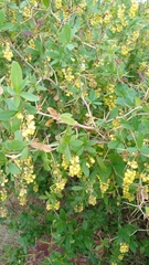 Berberis laurina