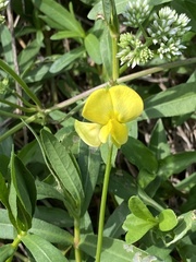 Vigna luteola
