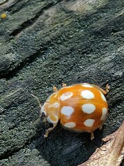 Calvia decemguttata