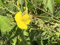Vigna luteola