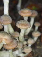 Armillaria cepistipes