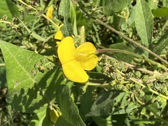 Vigna luteola
