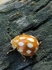 Calvia decemguttata
