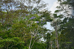 Jacaranda copaia
