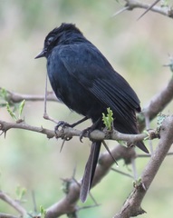Melaenornis pammelaina ater
