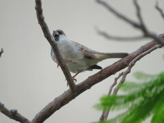 Passer domesticus