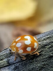 Calvia decemguttata